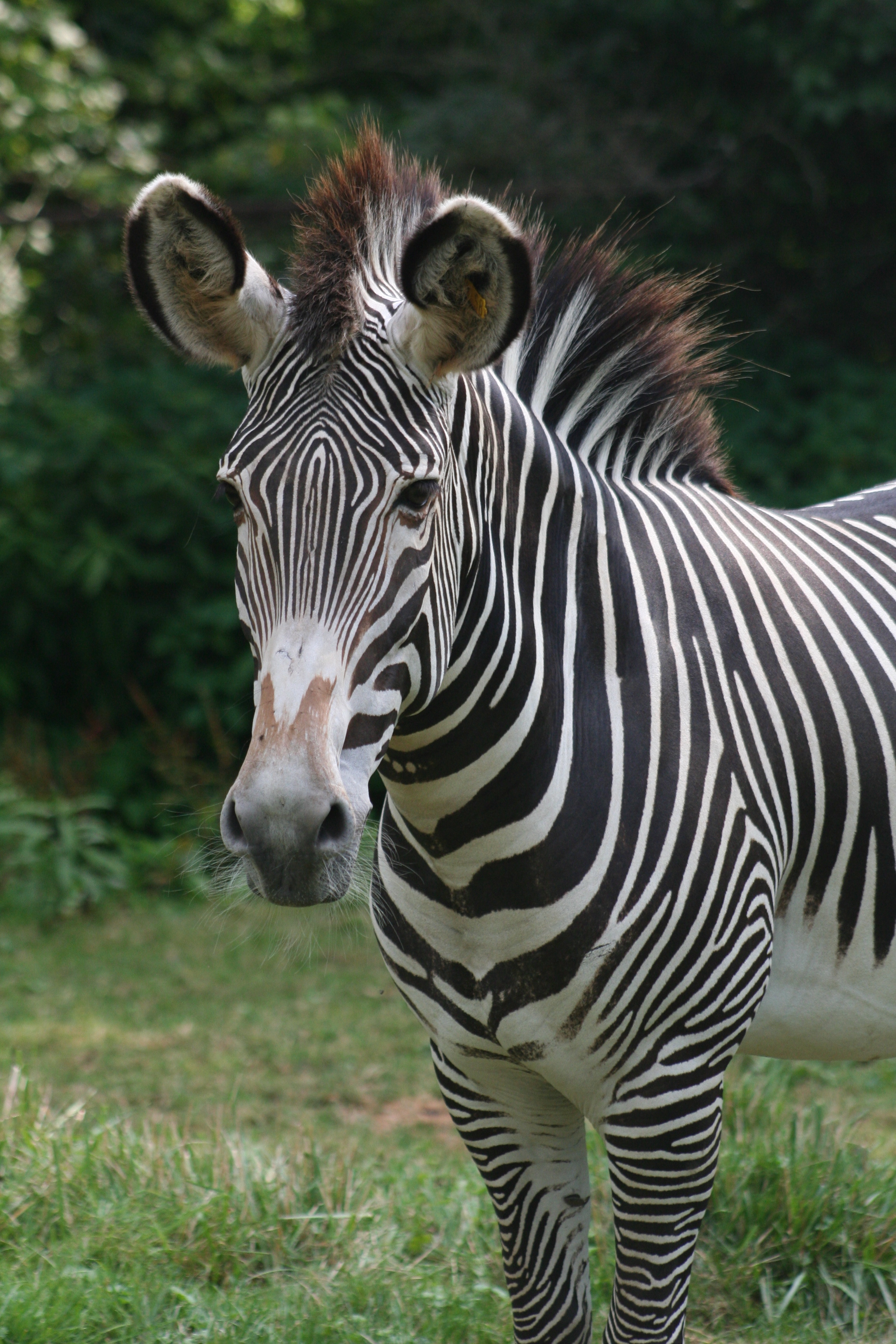 Grevy's Zebras photo