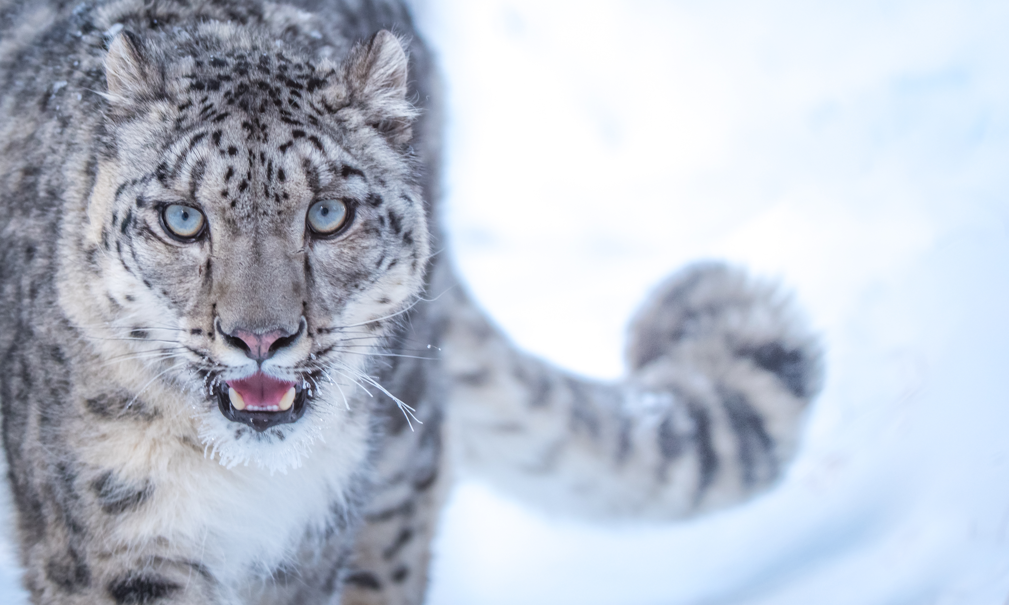 Snow Leopard Encounter photo