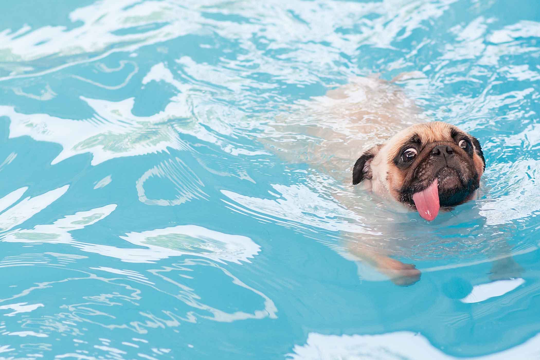 swim doggie swim