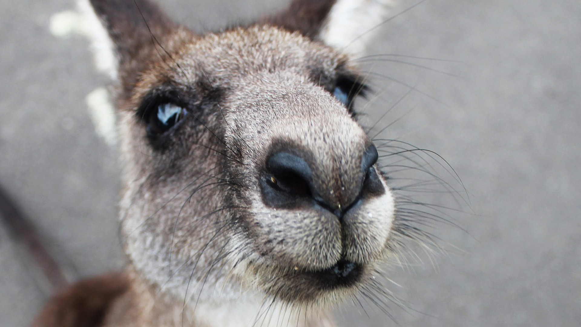 Kangaroo Encounter photo