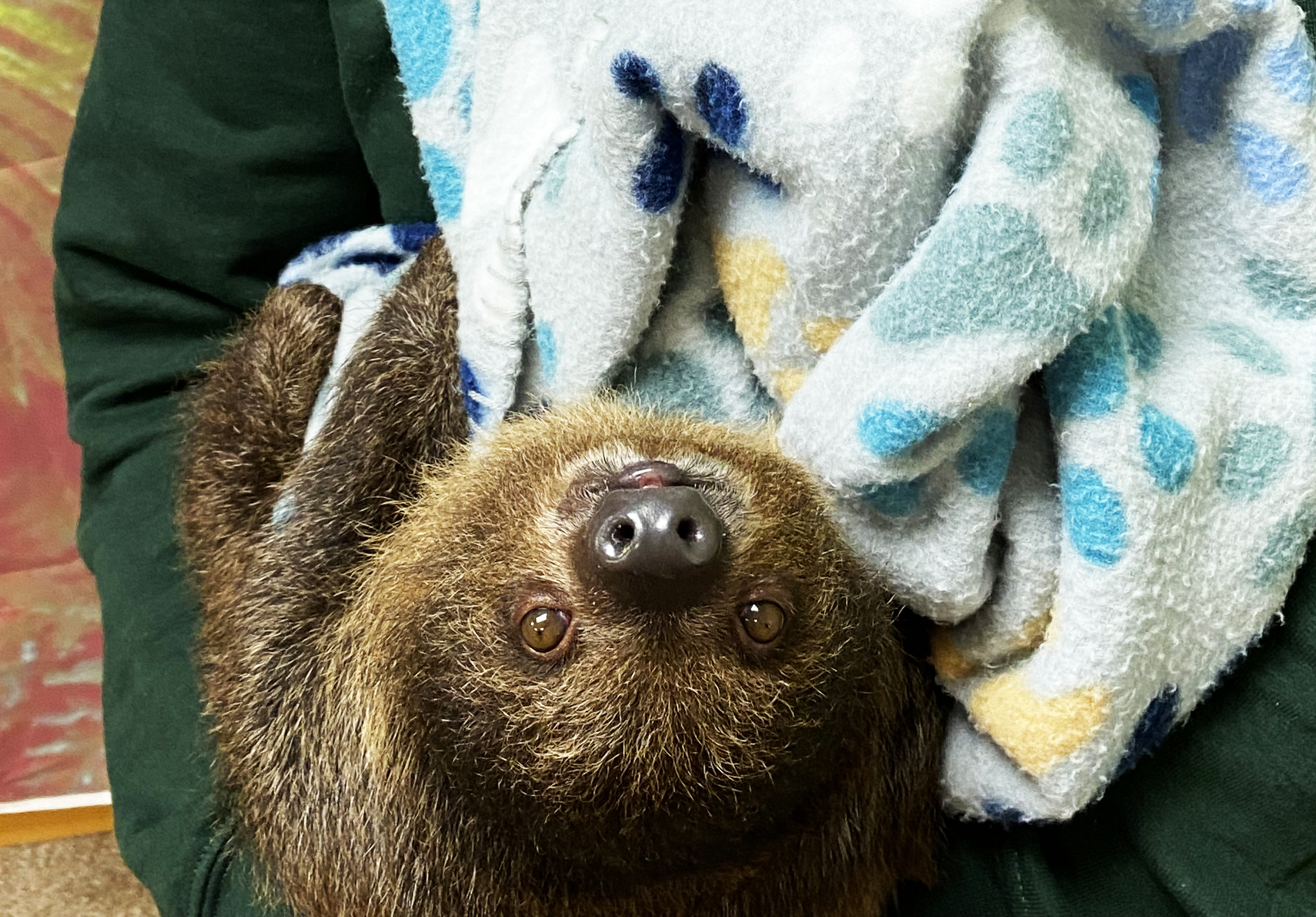 Juvenile Sloth Encounter photo