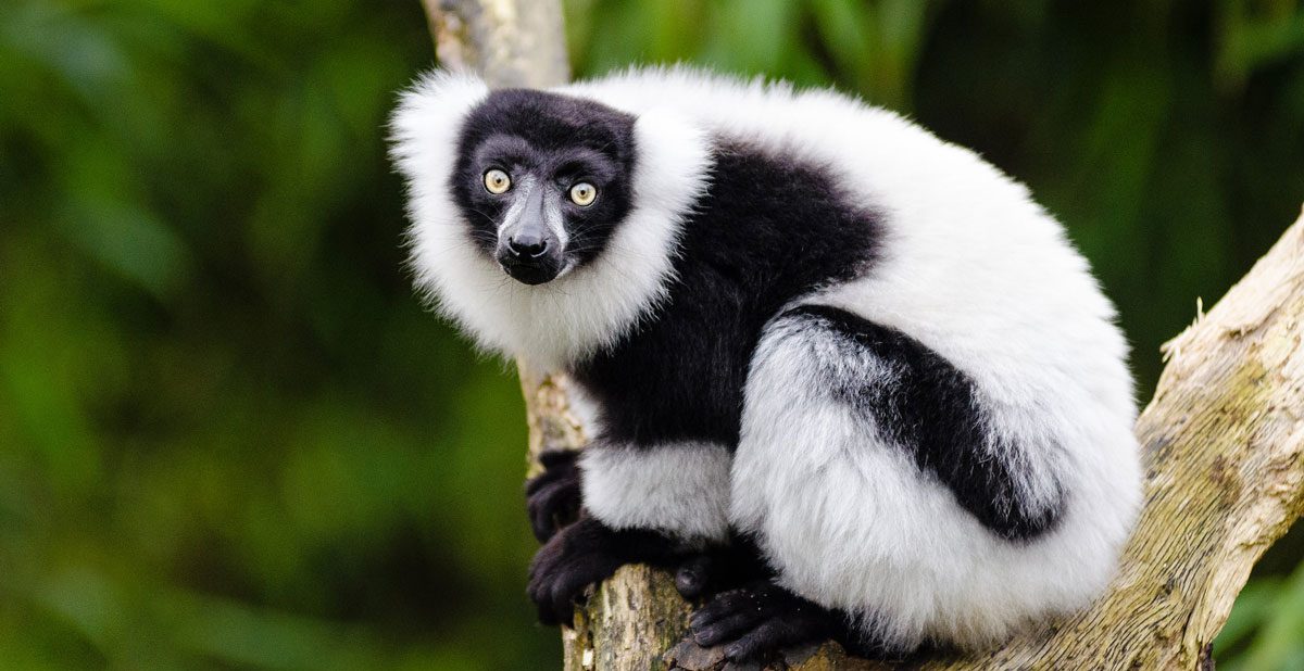 Black and White Ruffed Lemurs header photo