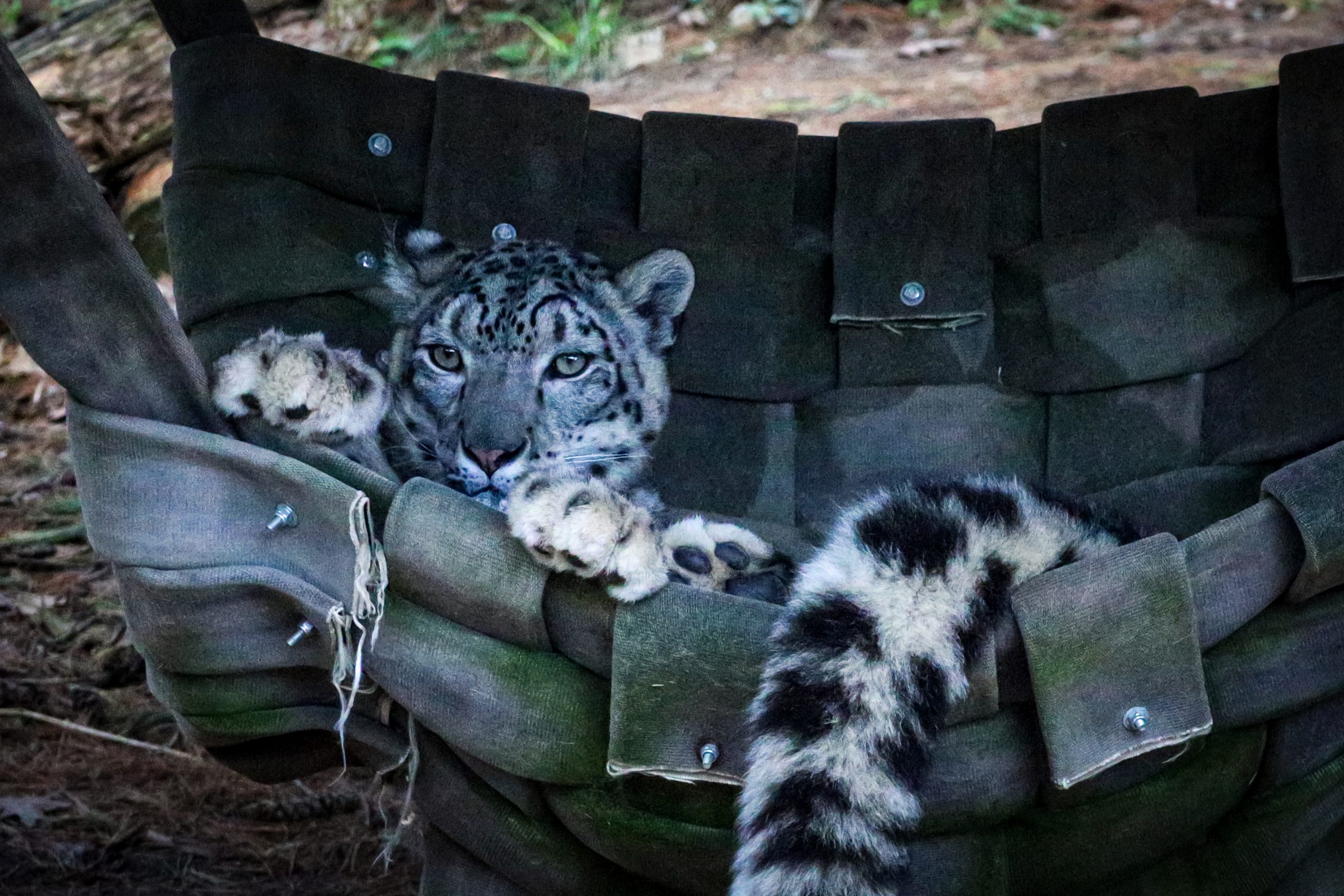 Snow Leopard header photo