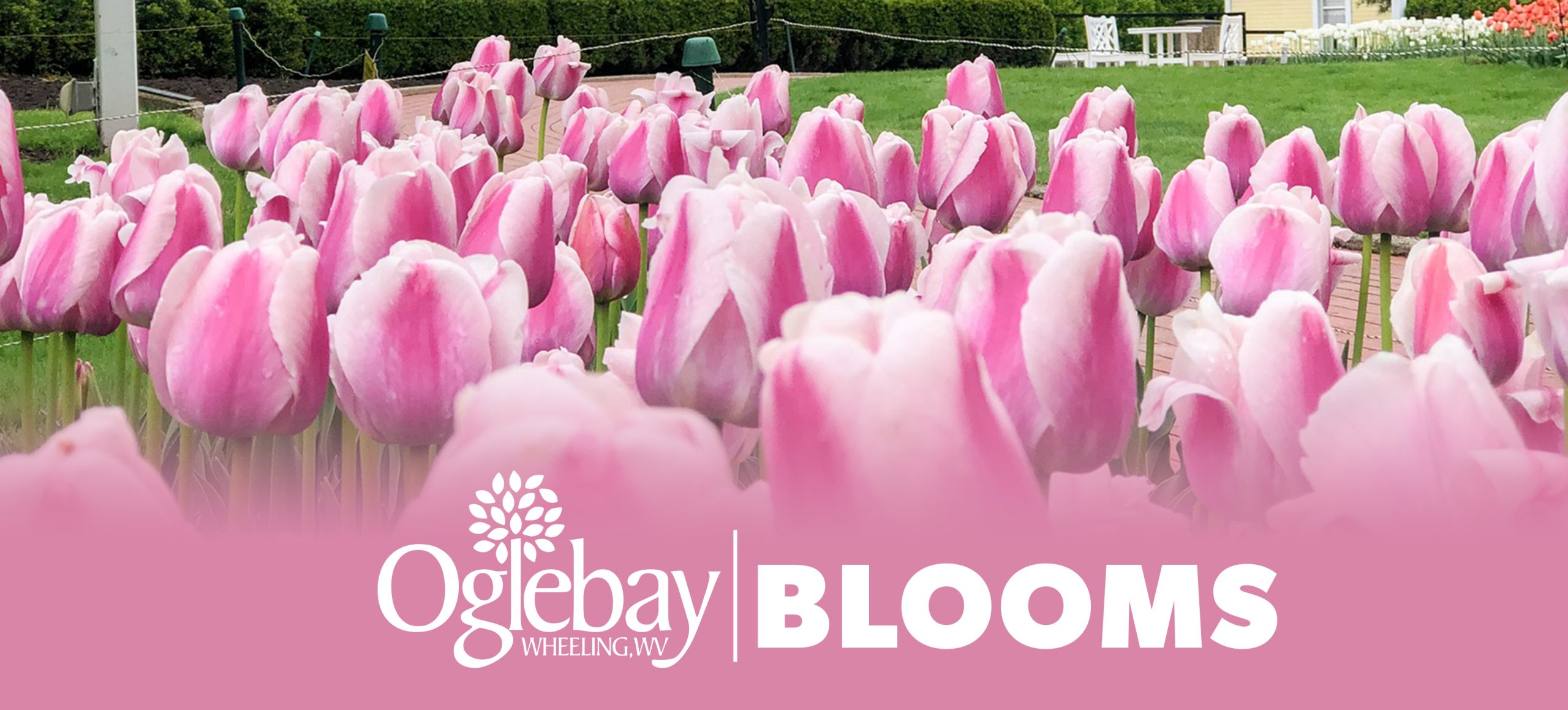 Oglebay Blooms header photo