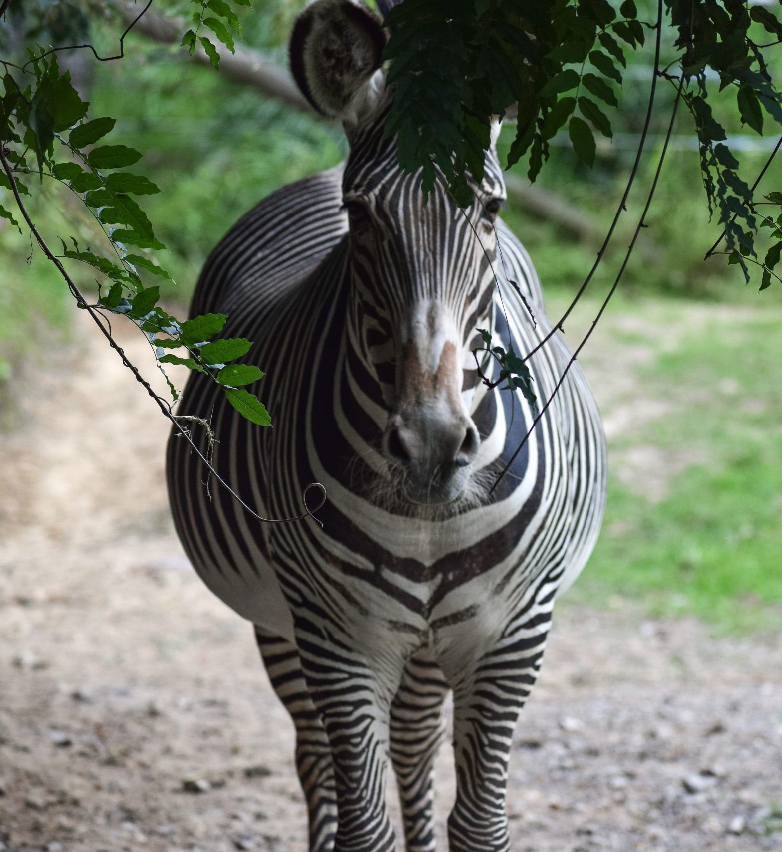 Grevy's Zebras photo