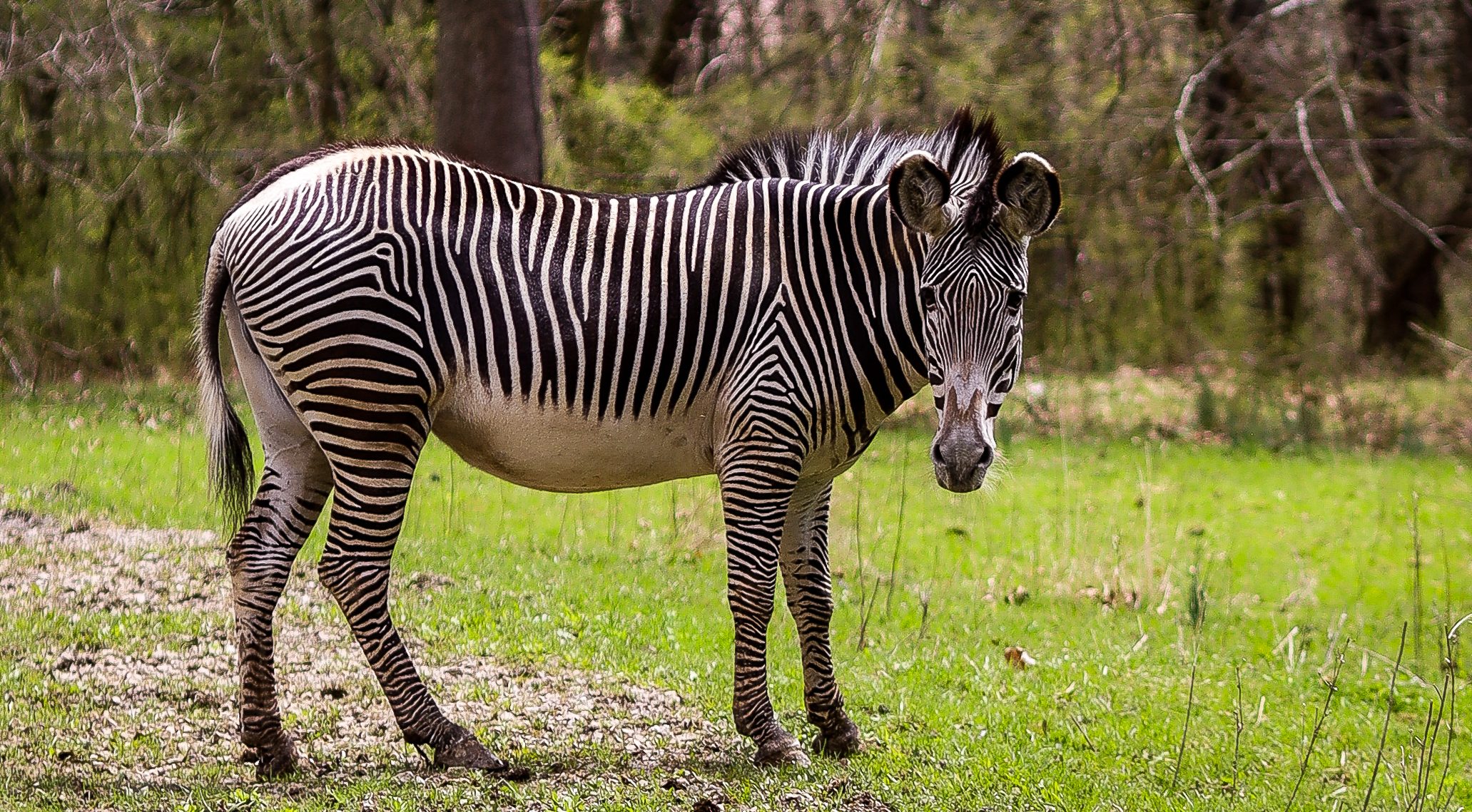 Grevy's Zebras at the Good Zoo at Oglebay Resort : Oglebay