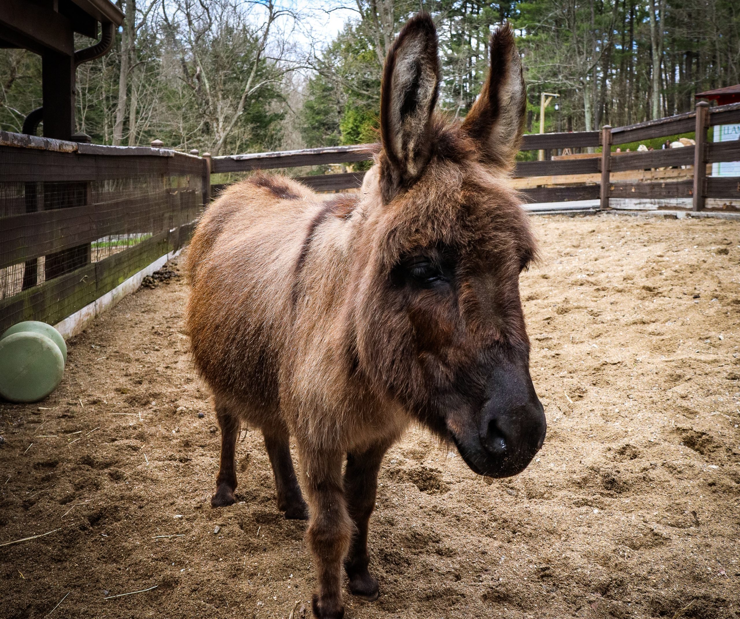 Miniature Donkeys header photo