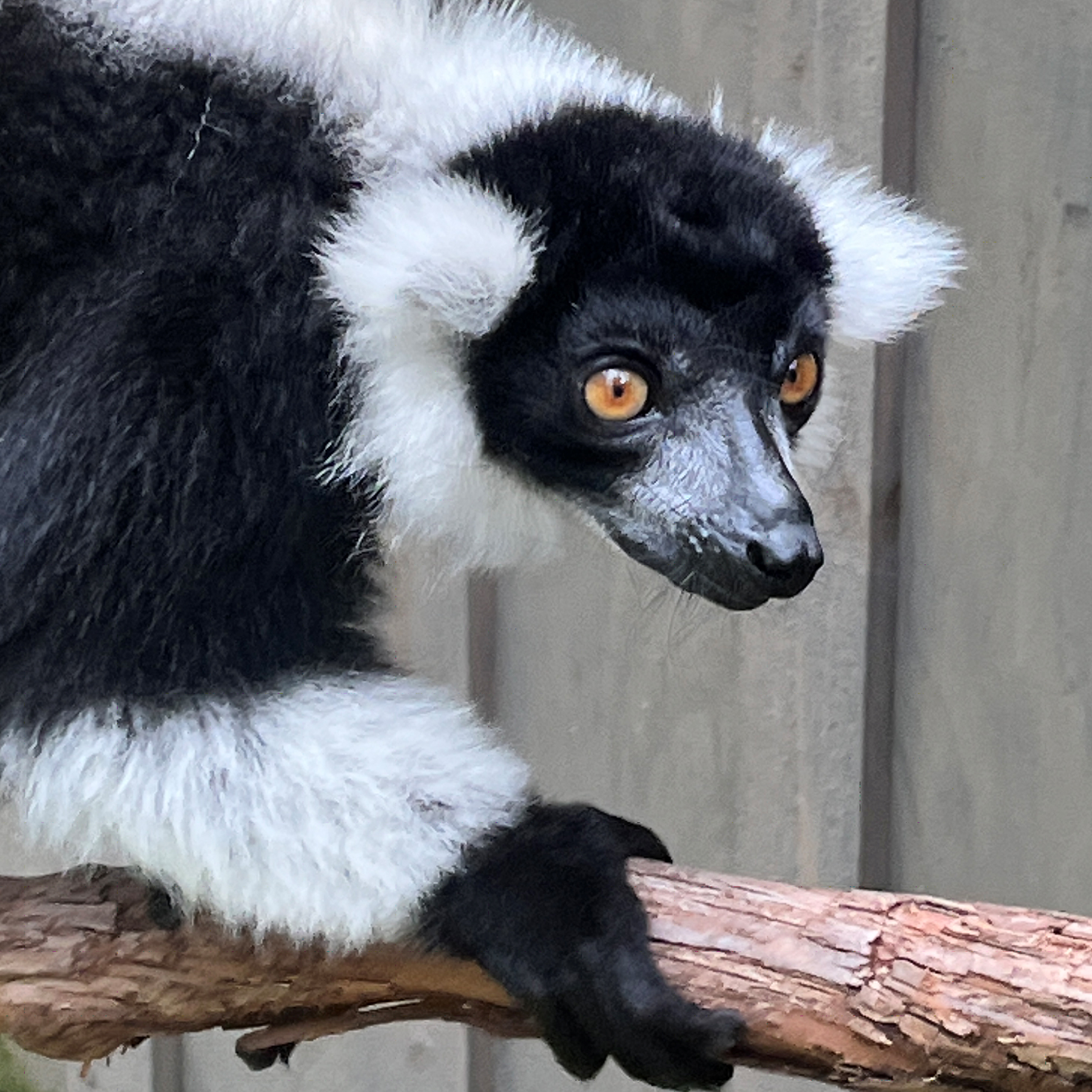 Black & White Ruffed Lemurs photo