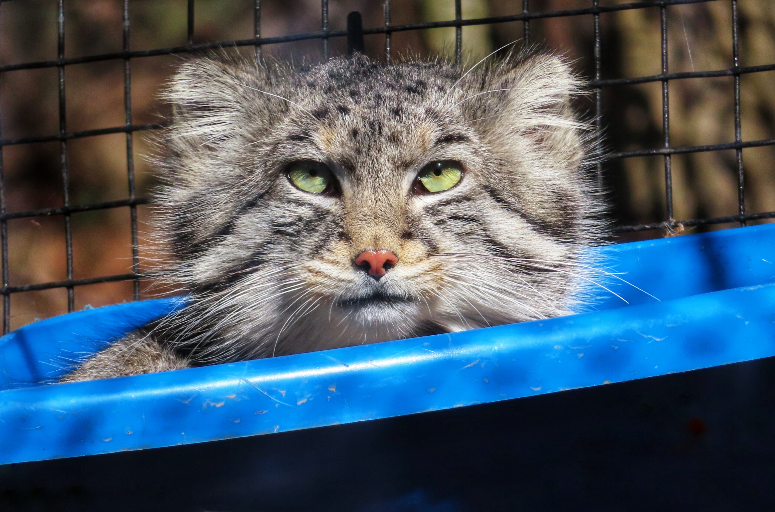 Pallas's Cat photo