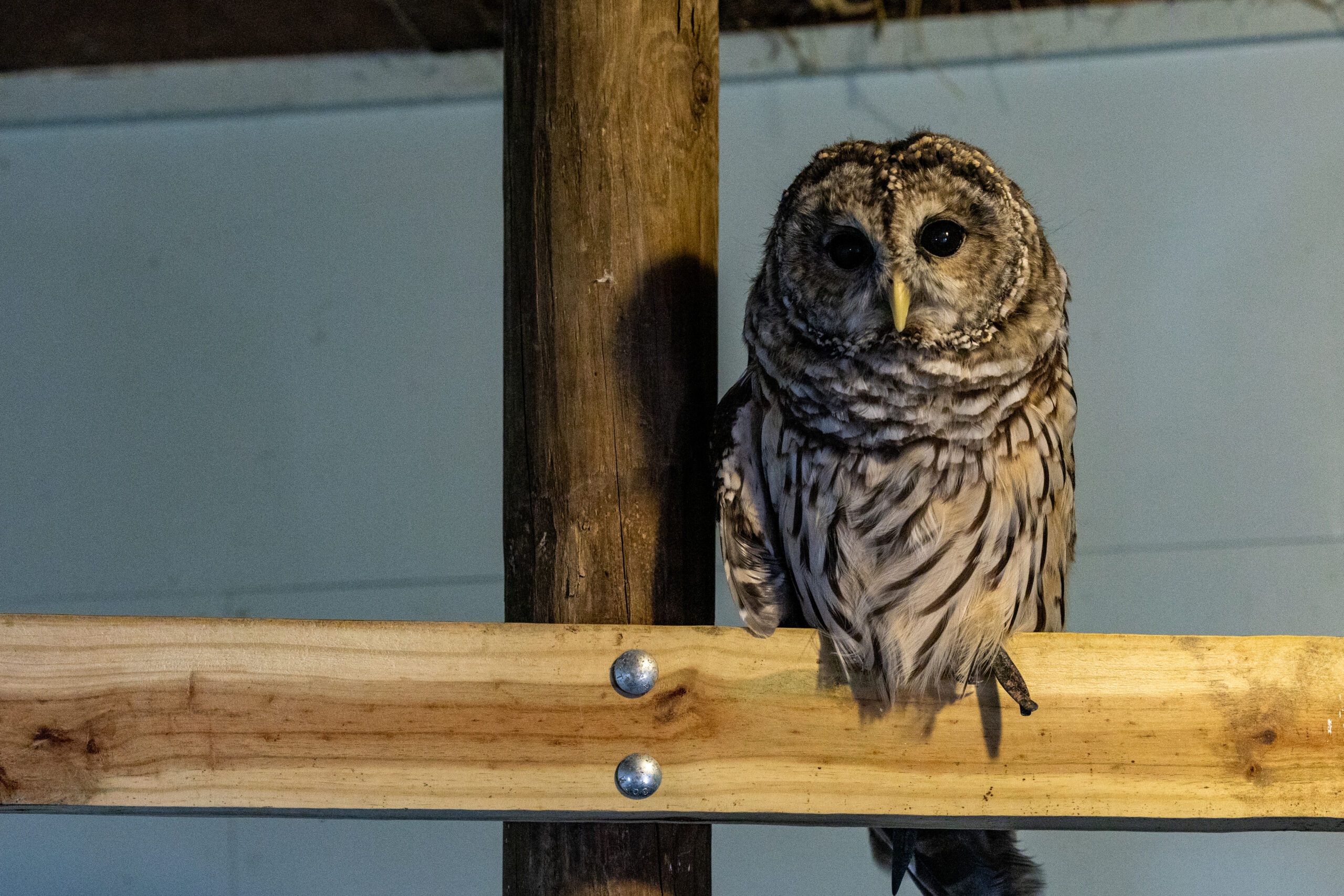 Barred Owl header photo