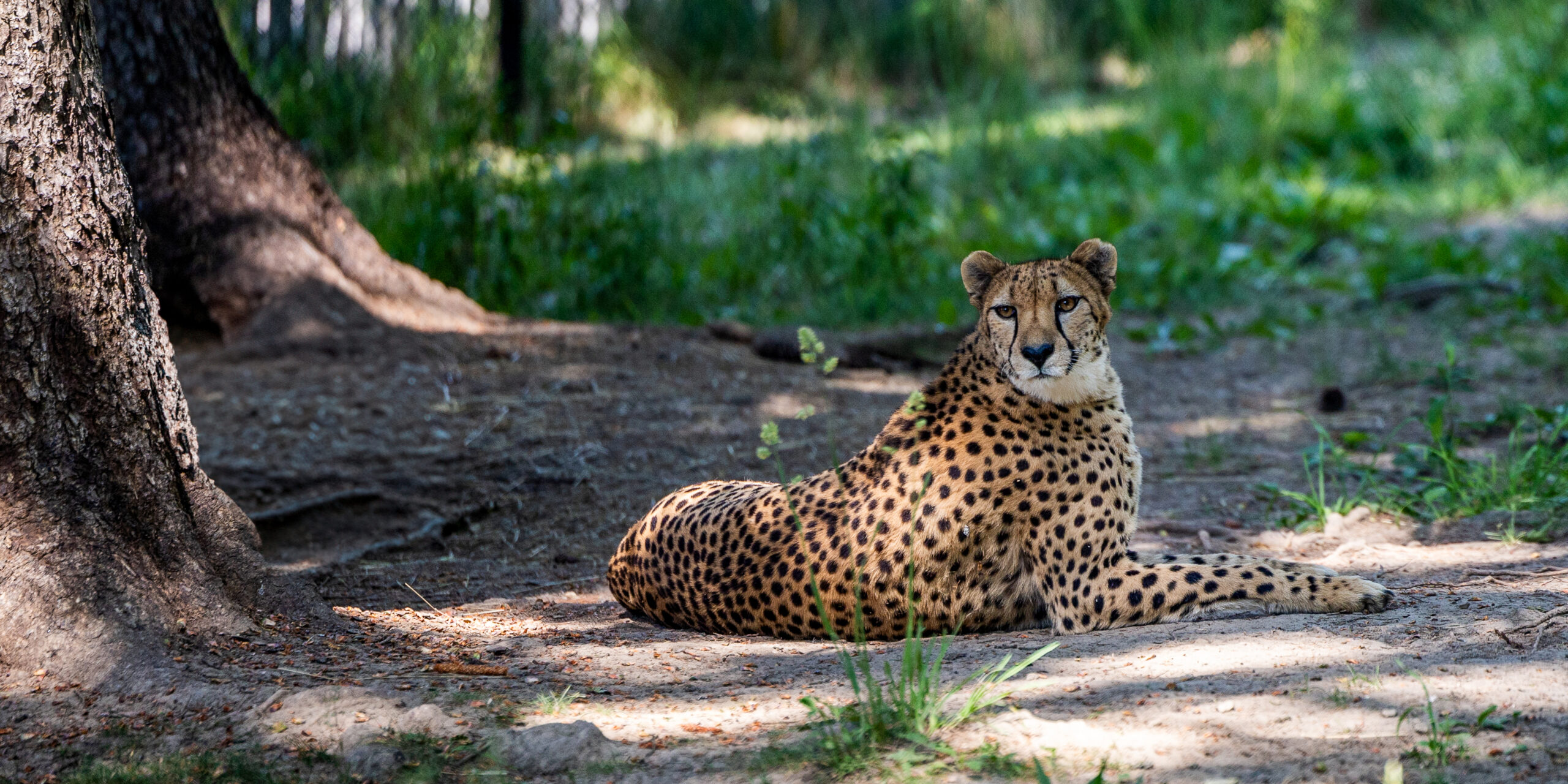 Cheetahs photo