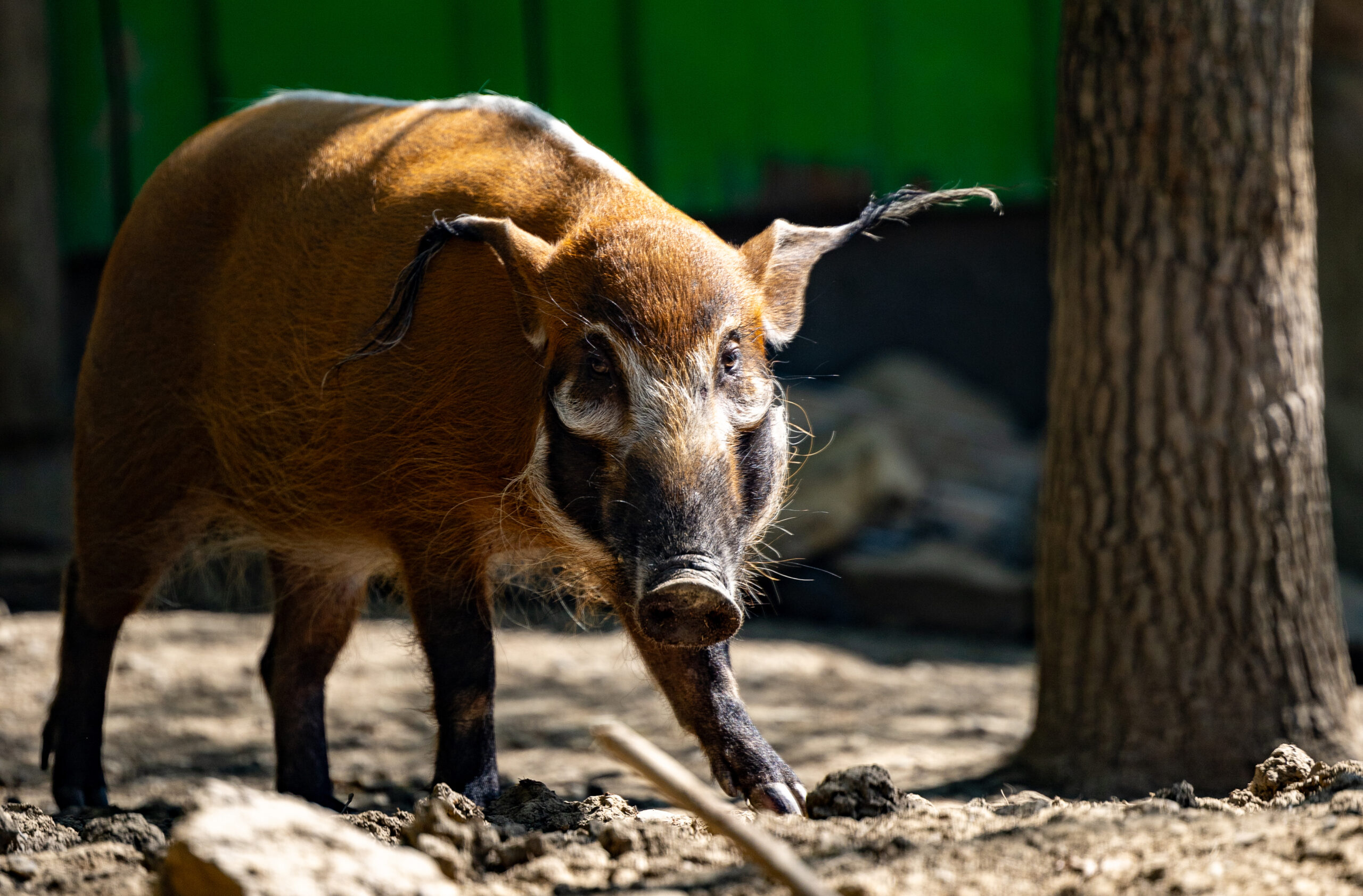 Red River Hogs photo