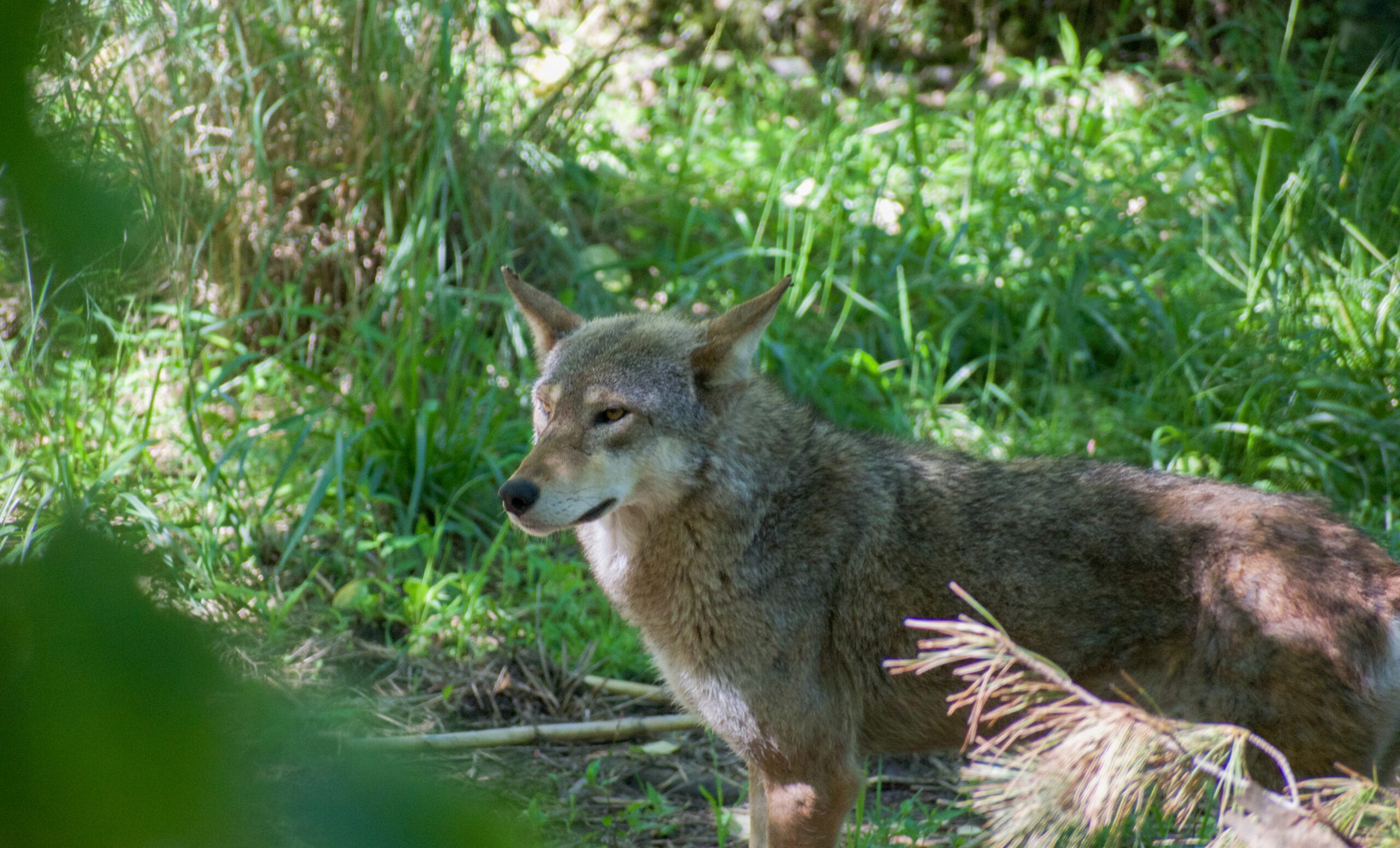Red Wolves photo