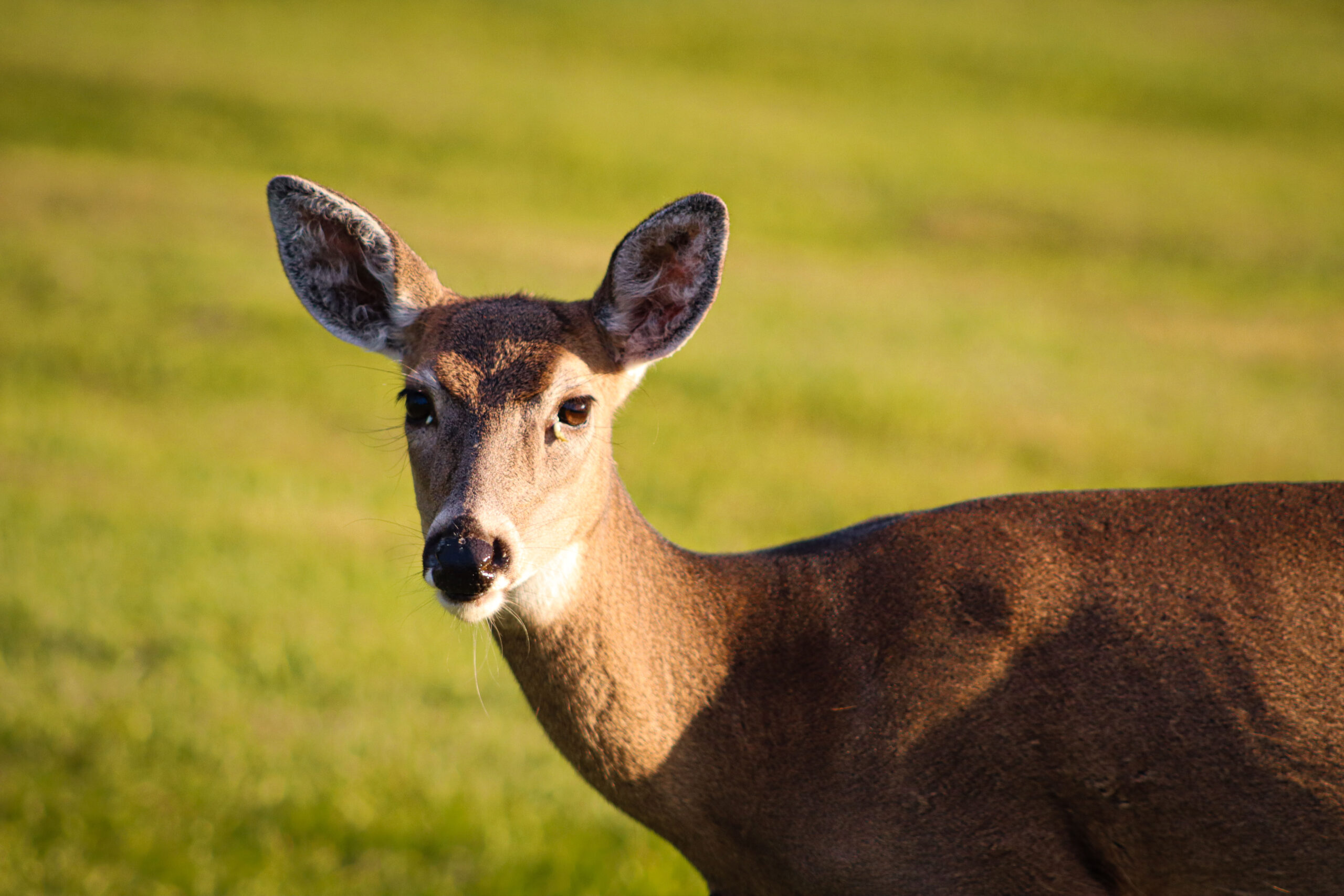 Oglebay Urban Deer Hunt header photo