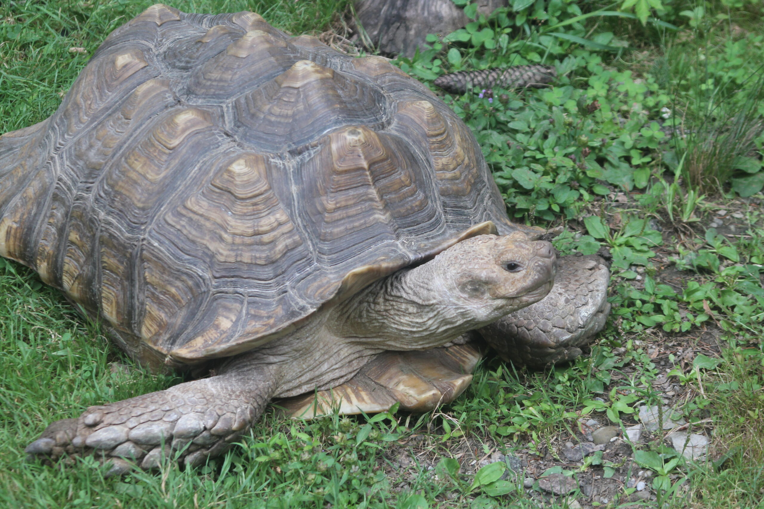 Tortoise Encounter photo